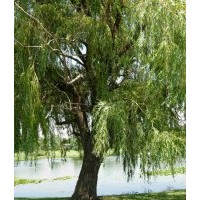 供應(yīng)5-35公分柳樹(shù)
