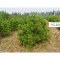 白皮松，營養(yǎng)杯油松，側柏，國槐