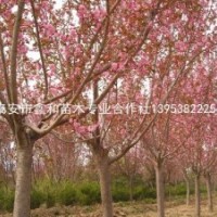 3-4-5-6-7-8-9-10-11-12-13-14-15公分櫻花/櫻花樹價格