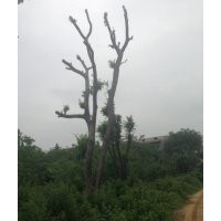出售樸樹，三角楓，香樟，黃連木，等