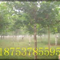 8公分速生法桐濟(jì)寧法桐價(jià)格法桐小苗