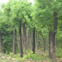 山西大皂角樹 國槐樹 臭椿樹 楸樹 山桃山杏樹 山楂樹