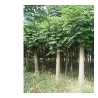 供應(yīng)句容欒樹(shù)