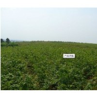 供應(yīng)一年生欒樹(shù)小苗、黃山欒樹(shù)小苗、櫸樹(shù)小苗