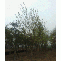 碧桃，廣玉蘭，八零海棠，白蠟，五角楓