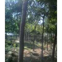 帶帽國槐，原生國槐，國槐小苗，蘋果苗