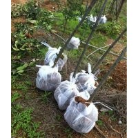 獨(dú)桿紅葉石楠2公分