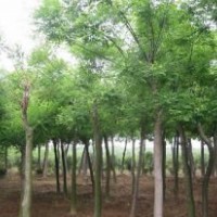 供應(yīng)10公分國槐-國槐價(jià)格-國槐種植