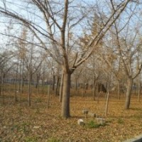 銀杏嫁接樹(shù)