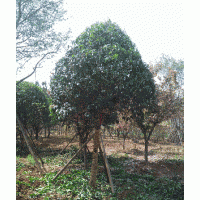 西安精品茶條槭，國(guó)槐，蒙古櫟，皂莢，廣玉蘭，桂花