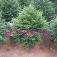 紅豆杉 紅豆牌紅豆杉工程苗 國家珍稀植物 四季青翠 耐陰耐溫