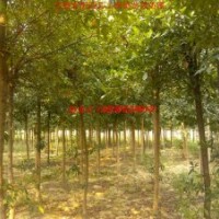 供應杜英、紅葉李、烏桕、高桿女貞、土石楠等合肥本地苗木