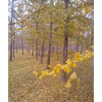 銀杏樹最新價格