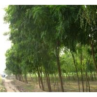 供應山西刺槐，刺槐價格，刺槐圖片