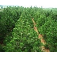 白皮松基地 白皮松出售 白皮松小苗 大規(guī)格白皮松