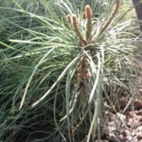 供應(yīng)華山松 華山松苗 華山松小苗