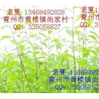 供應(yīng)黃櫨榆葉梅流蘇碧桃海棠側(cè)柏桂花等苗木