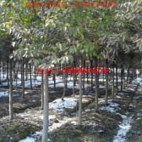 供應安徽肥西大葉女貞、香樟、烏桕、三角楓、紫葉李、樸樹