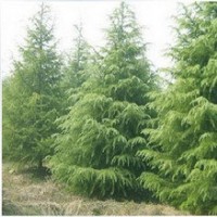 供應(yīng)雪松高1~10米