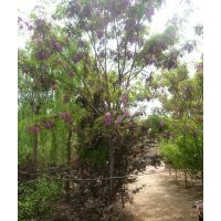 供應(yīng)國槐，白蠟，香花槐