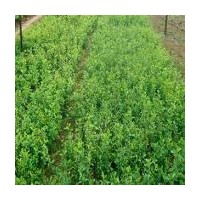 供應 衛(wèi)矛、小葉黃楊、金邊黃楊、