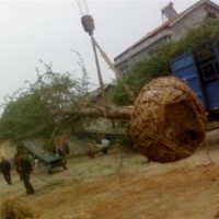 湖北銀杏實生樹|銀杏嫁接樹|銀杏苗木