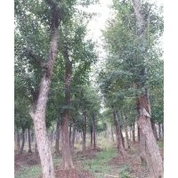 供應湖北全冠三角楓 移栽三角楓 骨架三角楓