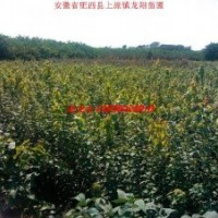 三角楓小苗 欒樹小苗木瓜小苗 烏桕苗 黃連木苗 大葉女貞小苗 桂