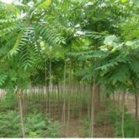 [特供]１－３０cm毛白楊 法桐 椿樹 國槐 垂柳 白蠟等綠