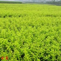 產(chǎn)地直銷金葉女貞