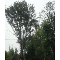 成都皂莢樹 苗圃皂角樹