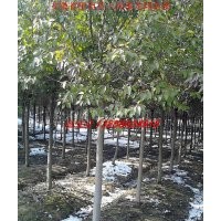 肥西苗木-大葉女貞、紅葉李、香樟、桂花、黃連木