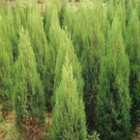供應(yīng)刺柏、龍柏、灑金柏、桂花等綠化苗木