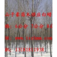 泰山子豪苗木供應(yīng)：|速生白蠟|黃櫨|碧桃|雪松|龍柏|黑松|
