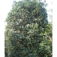 河南潢川花木苗木供應(yīng)八月桂花、、丹桂、四季桂花、銀桂、月月桂