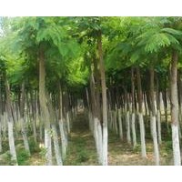 長期大量供應(yīng)白蠟小苗、合歡