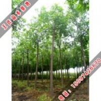 王氏苗木出售白蠟樹