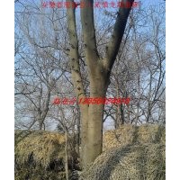 肥西苗木-皂角、榔榆、樸樹 、三角楓、水杉、桂花