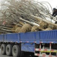 國槐最新行情，山東國槐價(jià)格