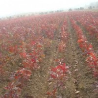 綠化彩葉樹供應(yīng)皇家紅櫟,美國紅楓,金葉皂角