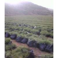 油松1-4米，另有兩年容器袋苗。