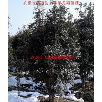 供應(yīng)金桂、海桐球、香樟樹、冬青、紫薇、紫葉李