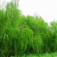 供應(yīng)：國(guó)槐、欒樹(shù)、合歡、青桐、白臘、大葉女貞、垂柳