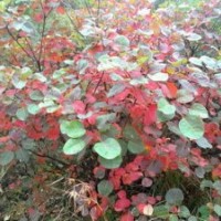 長(zhǎng)期低價(jià)供應(yīng)河南1-30公分黃櫨、叢生黃櫨