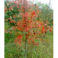 供應1-20公分木瓜以及木瓜苗