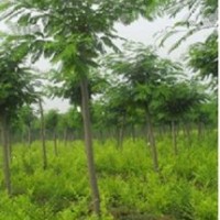 供應1-30公分合歡《山合歡》