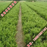 檜柏是很好的綠化樹苗