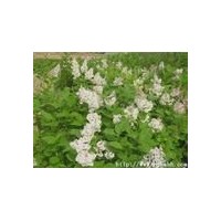 供應(yīng)河北丁香,紫丁香,茶藨子