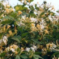 供應(yīng)金銀木,平枝荀子,紅葉小檗