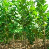 供應(yīng)各種規(guī)格毛白楊,法桐,垂柳,旱柳,速生柳,金絲柳,國槐,白臘